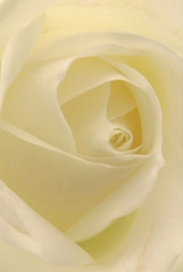A close study of a classic white rose, arranged by a Docklands florist with a true appreciation for the delicate balance of softness and sophistication. Each petal is layered in shades of white and cream, echoing the subtle natural illumination often seen along the landscaped walkways of Canada Square Park. Light flows through the bloom as if the flower itself were gently glowing from within, with smooth gradients of colour and shadow lending a sense of pure tranquility. The spiral core of the rose appears nearly flawless-a symbol both of quiet resilience and Docklands' contemporary spirit. This composition would be at home as a centrepiece during an elegant wedding along the docks or as a sincere, unspoken apology, its understated fragrance clean and calm like a morning breeze off the Thames. The bouquet's graceful presence and minimalist lines make it ideal for meaningful gestures: a romantic surprise, a respectful note of condolence, or simply a way to elevate any Docklands living space. Each petal tells a story, shaped by the gentle artistry and care of a seasoned local florist who understands both the tradition and modern pulse of the area.